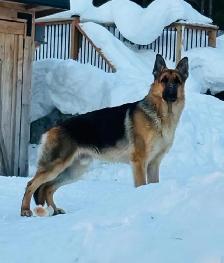 Chiots Bergers Allemands (Textos SVP) - Photo 10