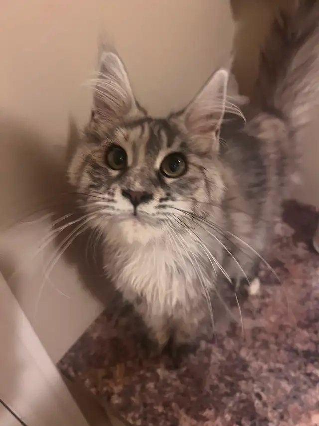 Chaton Maine coon pure race enr TICA moitié prix rabais rentrée