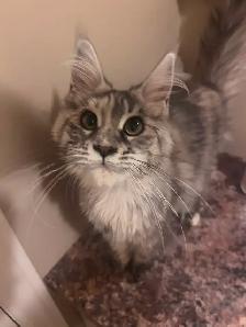 Chaton Maine coon pure race enr TICA moitié prix rabais rentrée
