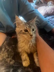 Chaton Maine coon pure race enr TICA moitié prix rabais rentrée - Photo 2