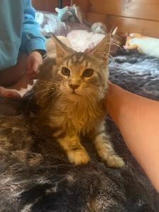 Chaton Maine coon pure race enr TICA moitié prix rabais rentrée - Photo 3