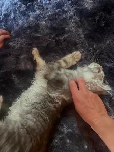 Chaton Maine coon pure race enr TICA moitié prix rabais rentrée - Photo 4