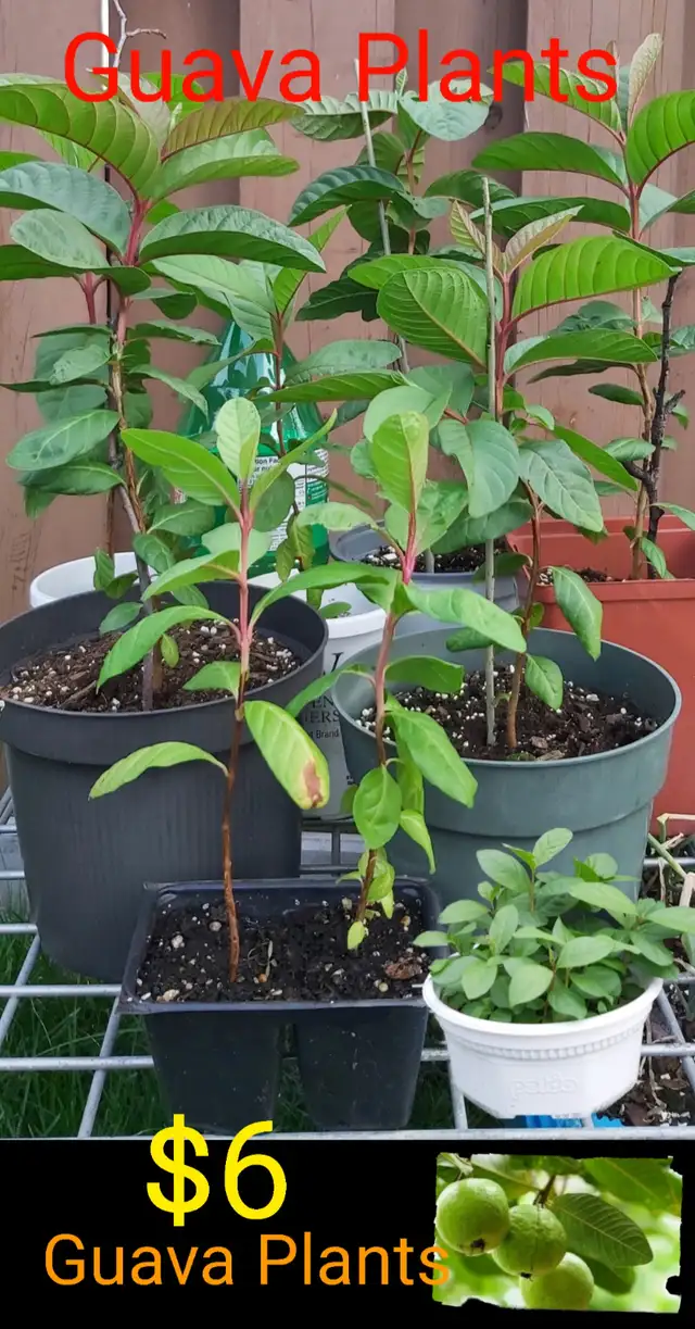 Guava Mango Plants Fruit