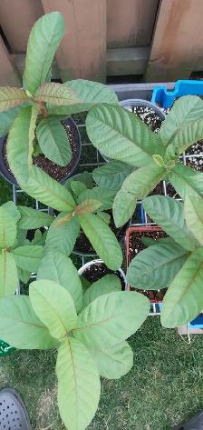 Guava Mango Plants Fruit - Photo 2