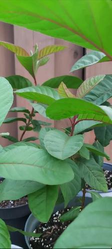 Guava Mango Plants Fruit - Photo 3