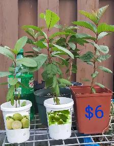 Guava Mango Plants Fruit - Photo 4
