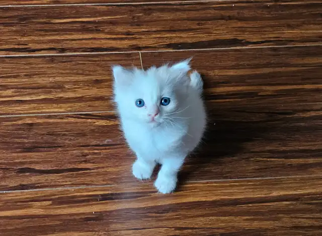 Ragdoll Male Kitten