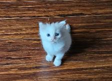 Ragdoll Male Kitten