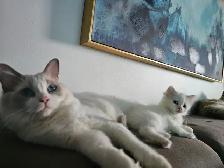 Ragdoll Male Kitten - Photo 2