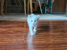 Ragdoll Male Kitten - Photo 4