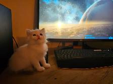 Ragdoll Male Kitten - Photo 5