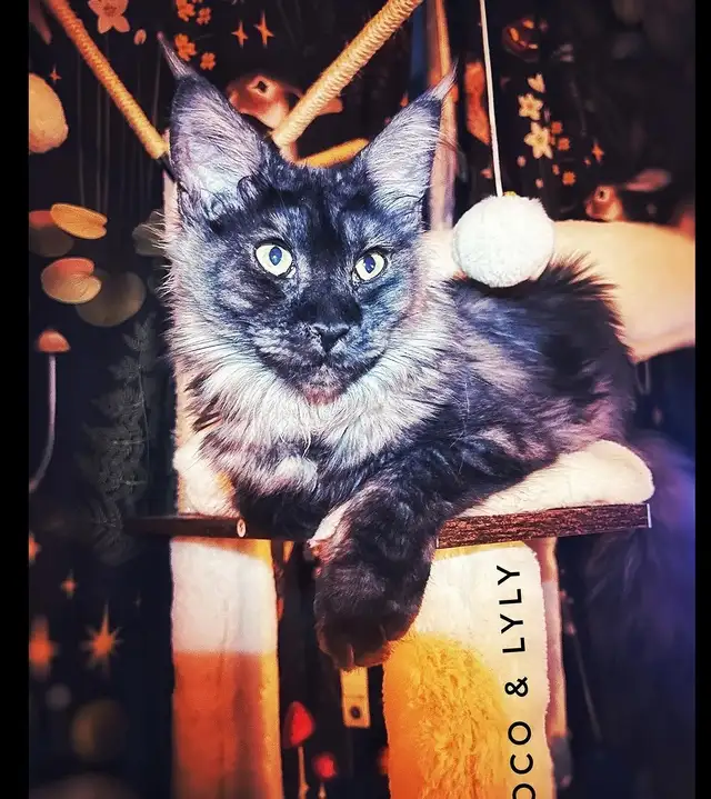 3  Maincoon femelles 2 ans non opéré