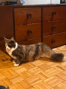 3  Maincoon femelles 2 ans non opéré - Photo 3