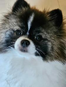 Gorgeous  Purebred  Pomeranian