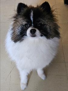 Gorgeous  Purebred  Pomeranian - Photo 2