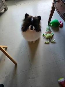 Gorgeous  Purebred  Pomeranian - Photo 3