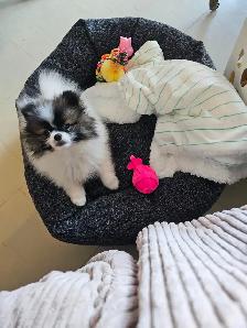 Gorgeous  Purebred  Pomeranian - Photo 4