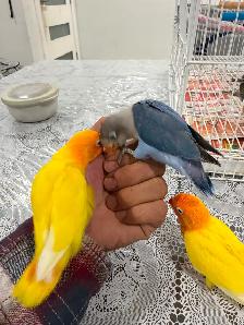 Fisher lovebirds pairs