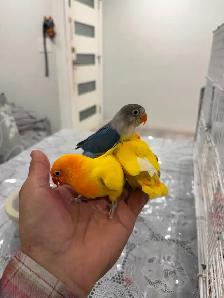 Fisher lovebirds pairs - Photo 2