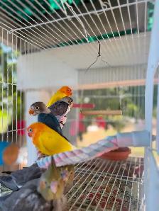Fisher lovebirds pairs - Photo 3