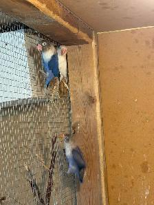 Fisher lovebirds pairs - Photo 4