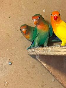 Fisher lovebirds pairs - Photo 5