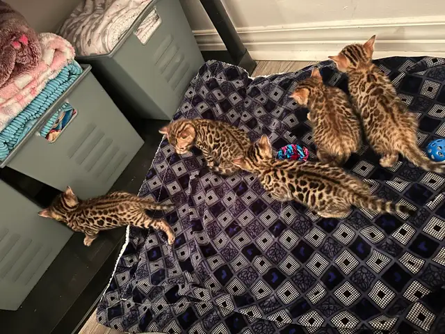 2 bb bengal mâle
