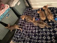 2 bb bengal mâle