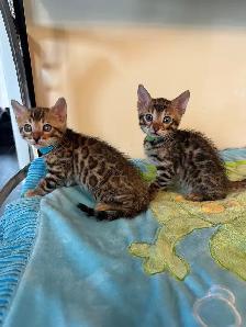 2 bb bengal mâle - Photo 2