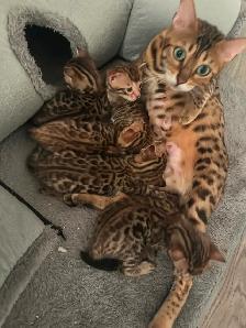2 bb bengal mâle - Photo 3