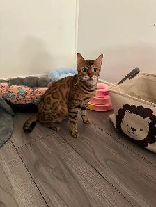 2 bb bengal mâle - Photo 4