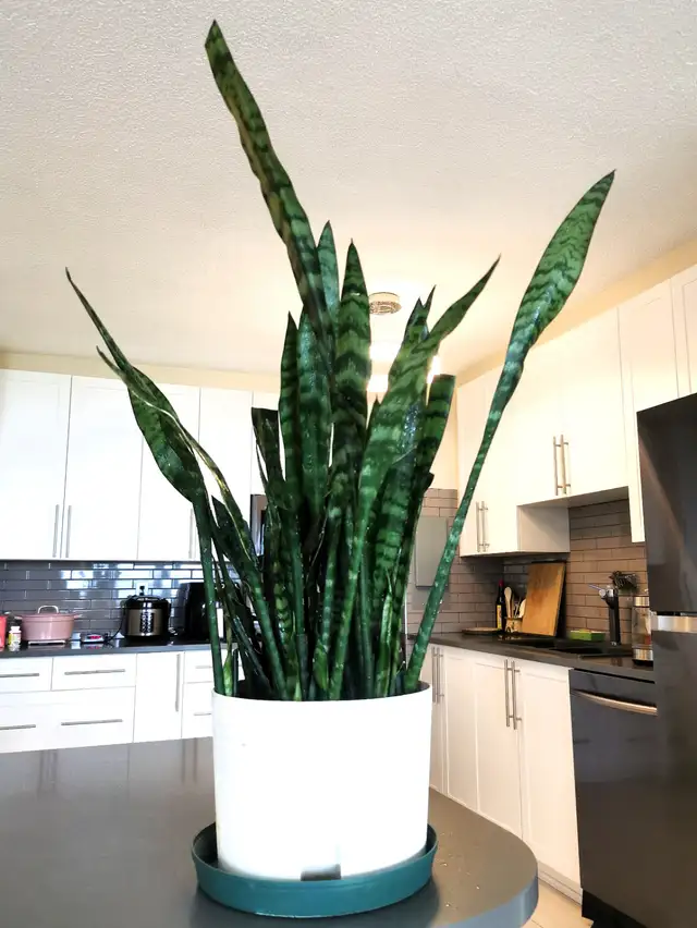 Tiger Skin SwordIndoor Plant:  Tiger Skin Sword Orchid  $35.chid