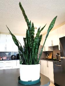 Tiger Skin SwordIndoor Plant:  Tiger Skin Sword Orchid  $35.chid
