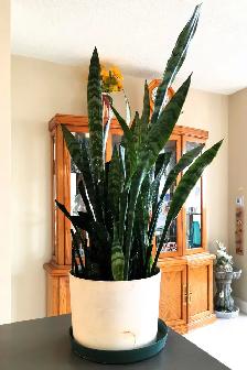 Tiger Skin SwordIndoor Plant:  Tiger Skin Sword Orchid  $35.chid - Photo 2