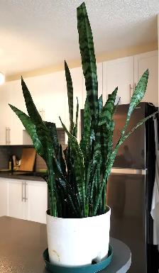 Tiger Skin SwordIndoor Plant:  Tiger Skin Sword Orchid  $35.chid - Photo 4