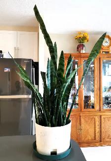 Tiger Skin SwordIndoor Plant:  Tiger Skin Sword Orchid  $35.chid - Photo 5