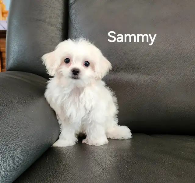 MALTIPOO TOY