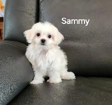 MALTIPOO TOY
