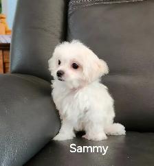 MALTIPOO TOY - Photo 3