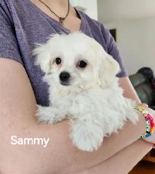MALTIPOO TOY - Photo 4