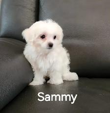 MALTIPOO TOY - Photo 5