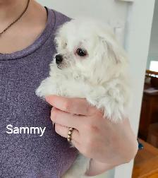 MALTIPOO TOY - Photo 6