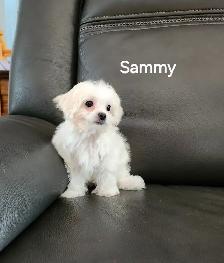 MALTIPOO TOY - Photo 7