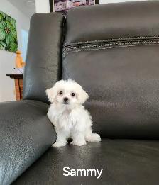 MALTIPOO TOY - Photo 8