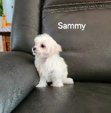 MALTIPOO TOY - Photo 9