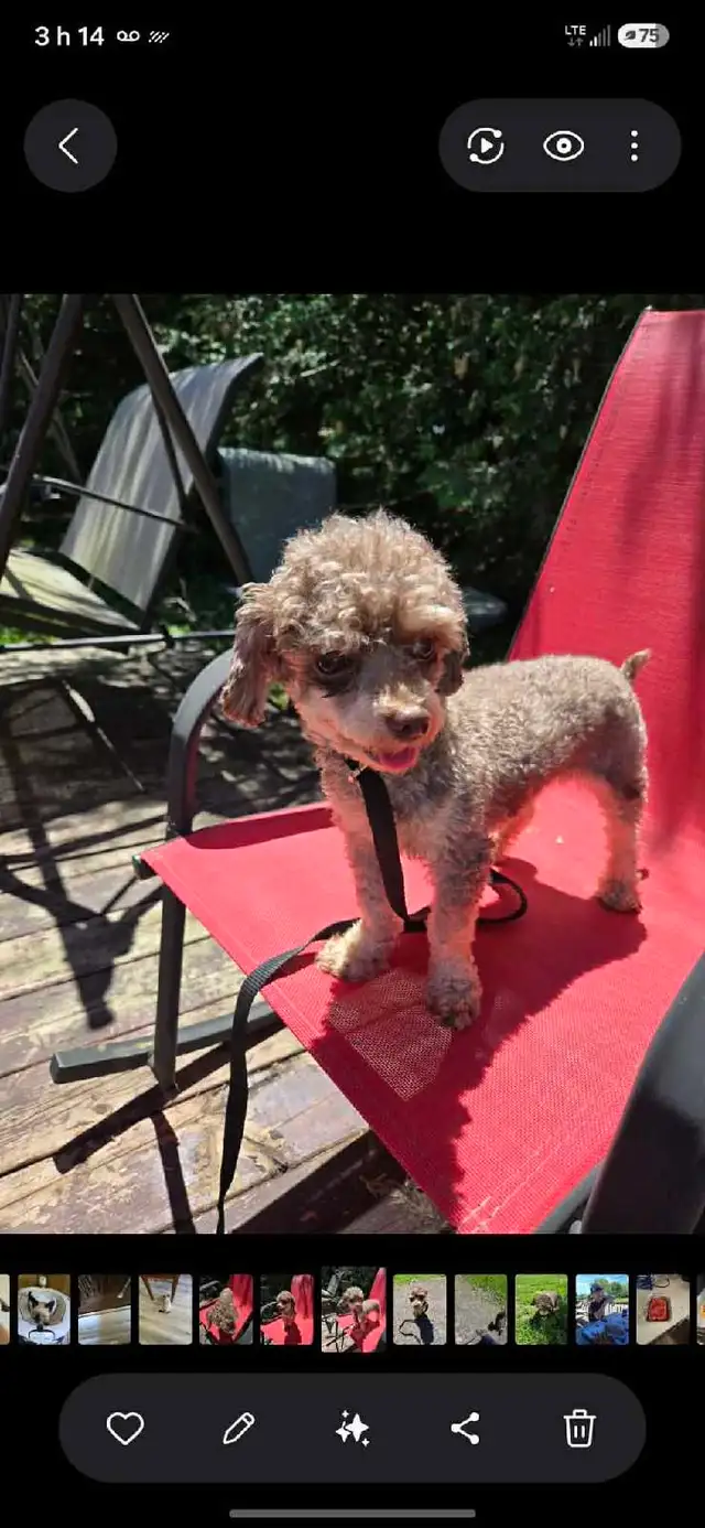 Caniche Toy