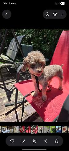 Caniche Toy