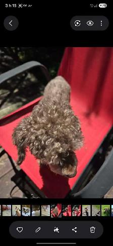 Caniche Toy - Photo 2