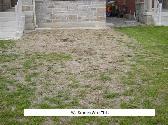 Grubs and Chinch Bugs Damaged Your Lawn? We can repair - Photo 4