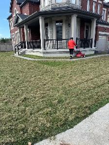 Lawn Dethatching